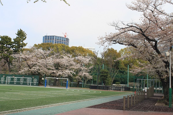 4月校庭の桜IMG_2452.JPG