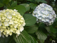 IMGP2820.jpg