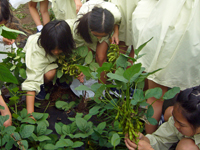 枝豆収穫１-2.jpg