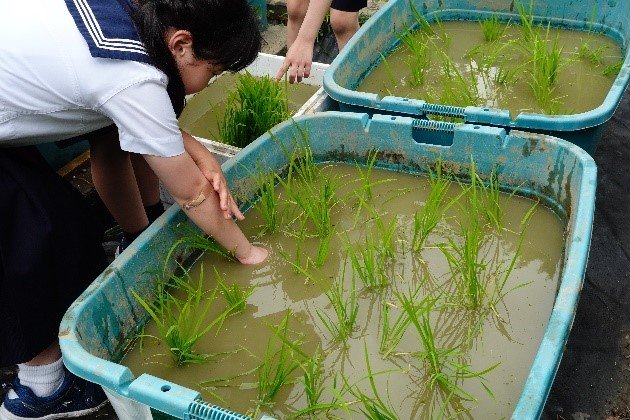 田植え1.jpg