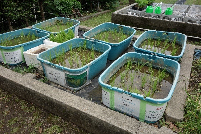 田植え3.jpg