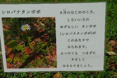 シロバナタンポポ1.jpg